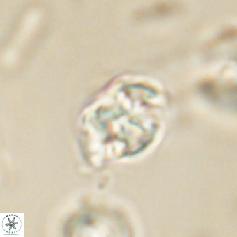 Karoulilithos pseudobiskayae 67691