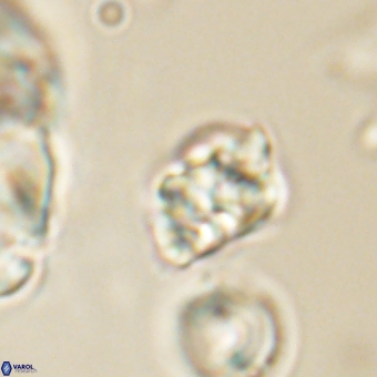 Karoulilithos pseudobiskayae 67692