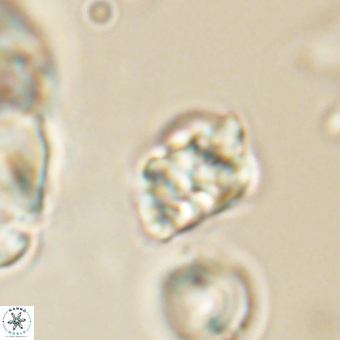 Karoulilithos pseudobiskayae 67692