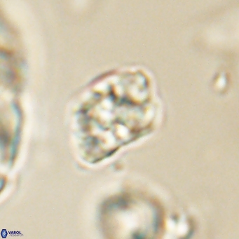 Karoulilithos pseudobiskayae 67693