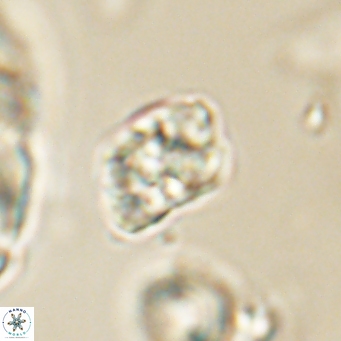 Karoulilithos pseudobiskayae 67693