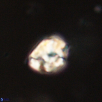 Karoulilithos pseudobiskayae 67705