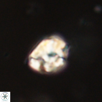 Karoulilithos pseudobiskayae 67705