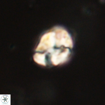 Karoulilithos pseudobiskayae 67708