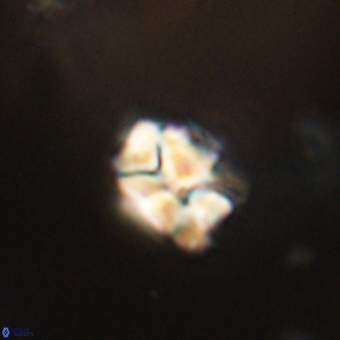 Karoulilithos pseudobiskayae 67700