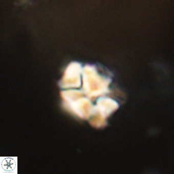 Karoulilithos pseudobiskayae 67700