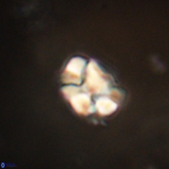 Karoulilithos pseudobiskayae 67701