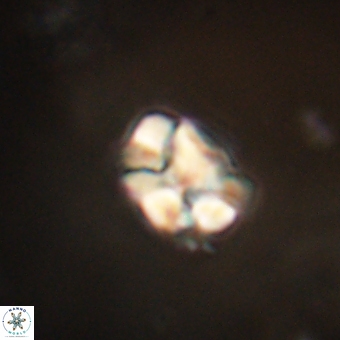 Karoulilithos pseudobiskayae 67701