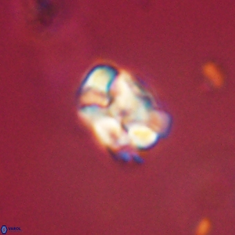 Karoulilithos pseudobiskayae 67702