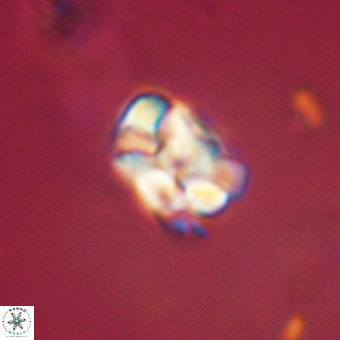 Karoulilithos pseudobiskayae 67702