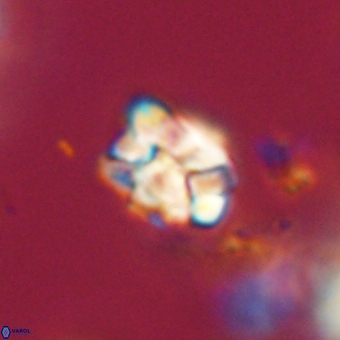 Karoulilithos pseudobiskayae 67714