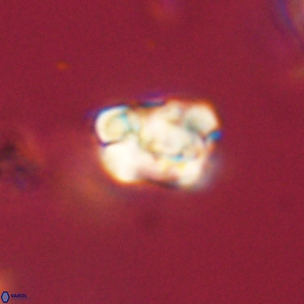 Karoulilithos pseudobiskayae 67711