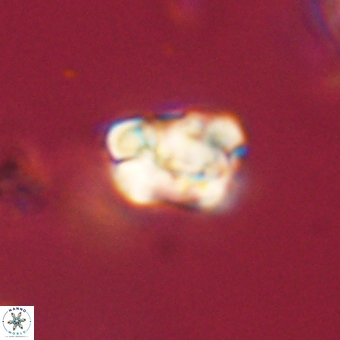 Karoulilithos pseudobiskayae 67711