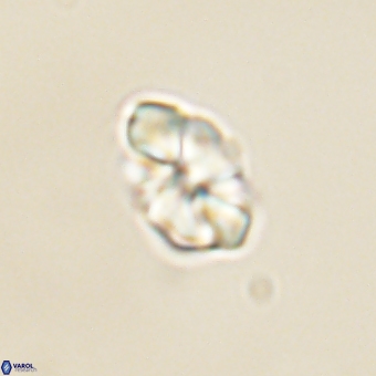 Karoulilithos pseudobiskayae 68144