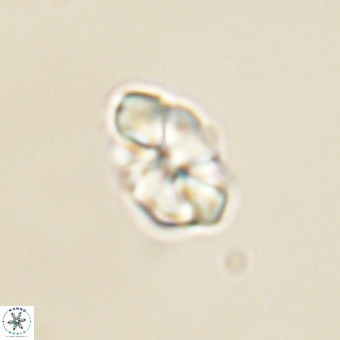 Karoulilithos pseudobiskayae 68144