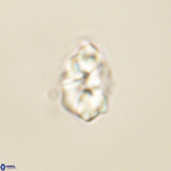 Karoulilithos pseudobiskayae 68145