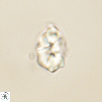 Karoulilithos pseudobiskayae 68145