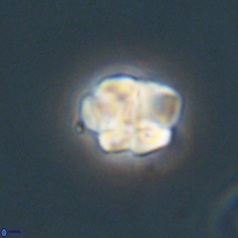 Karoulilithos pseudobiskayae 68149
