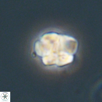 Karoulilithos pseudobiskayae 68149