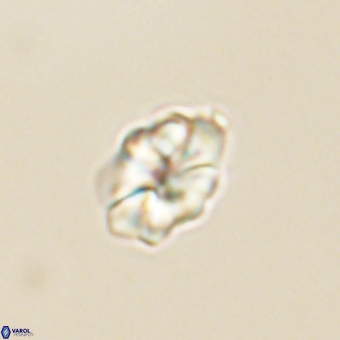 Karoulilithos pseudobiskayae 68142