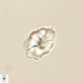 Karoulilithos pseudobiskayae 68142