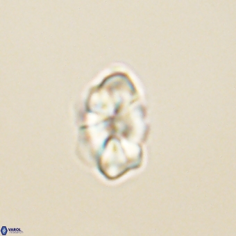 Karoulilithos pseudobiskayae 68143