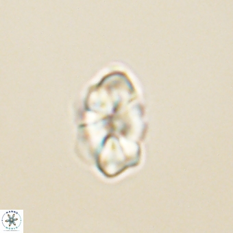 Karoulilithos pseudobiskayae 68143