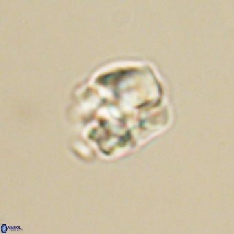 Karoulilithos pseudobiskayae 68154