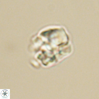 Karoulilithos pseudobiskayae 68154