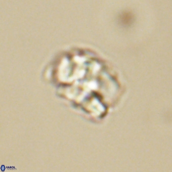 Karoulilithos pseudobiskayae 68155