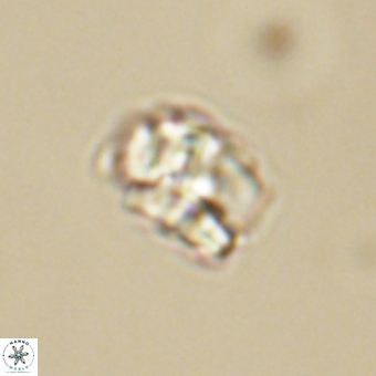 Karoulilithos pseudobiskayae 68155