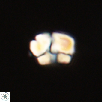 Karoulilithos pseudobiskayae 68159