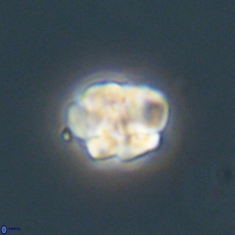 Karoulilithos pseudobiskayae 68150