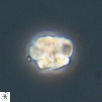 Karoulilithos pseudobiskayae 68150