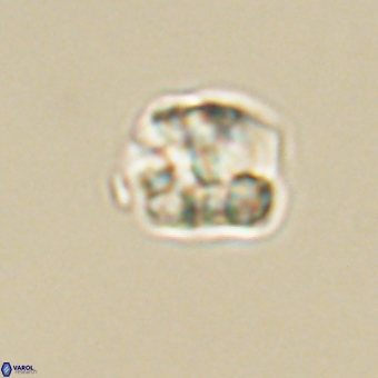 Karoulilithos pseudobiskayae 68153