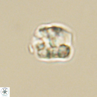 Karoulilithos pseudobiskayae 68153