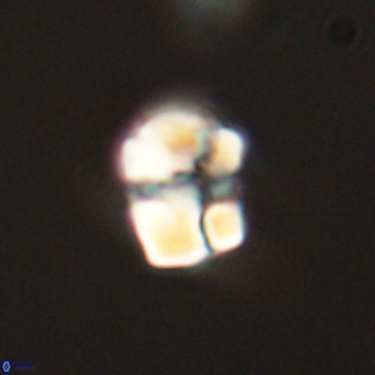 Karoulilithos pseudobiskayae 68174
