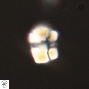 Karoulilithos pseudobiskayae 68174