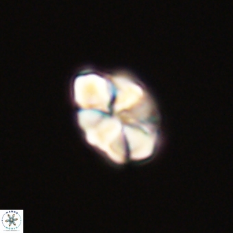 Karoulilithos pseudobiskayae 68179