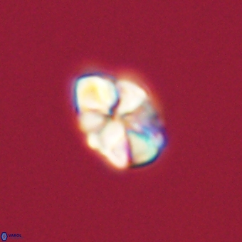 Karoulilithos pseudobiskayae 68180