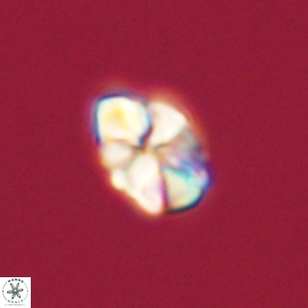 Karoulilithos pseudobiskayae 68180