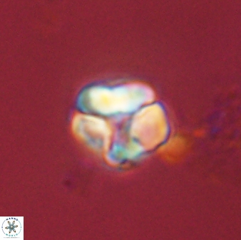 Karoulimorfi asynithis 56099