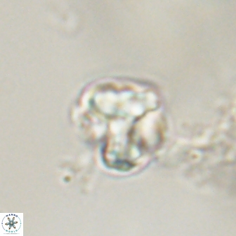 Karoulimorfi asynithis 56104