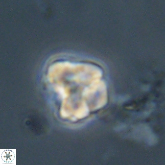 Karoulimorfi asynithis 56105
