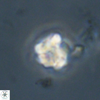 Karoulimorfi asynithis 56106