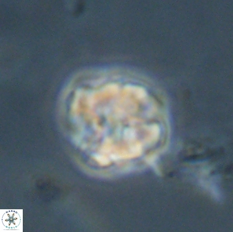 Karoulimorfi asynithis 56107