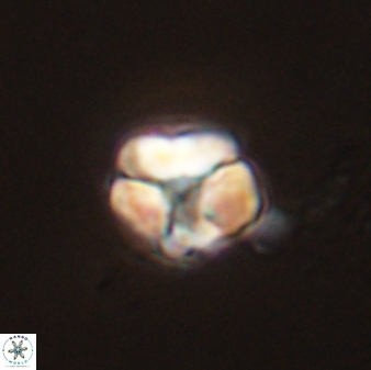 Karoulimorfi asynithis 56100