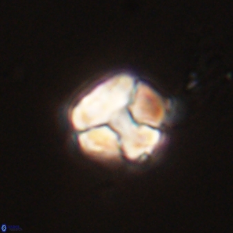 Karoulimorfi asynithis 56097