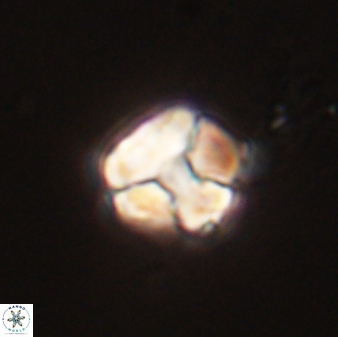 Karoulimorfi asynithis 56097