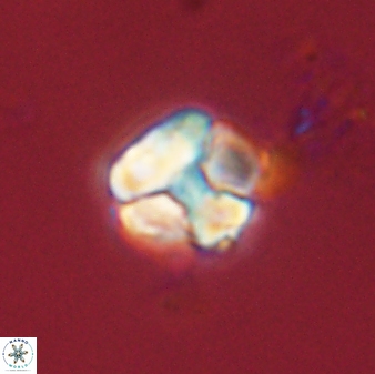 Karoulilithos ayseguliae 56102